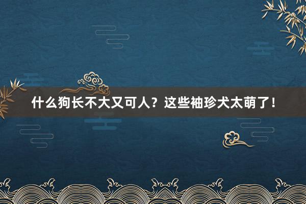 什么狗长不大又可人？这些袖珍犬太萌了！